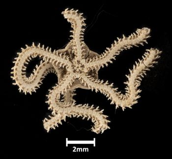 Media type: image;   Invertebrate Zoology OPH-1367 Description: Bottom up view of single ophiuroid specimen with a scale bar.;  Aspect: ventral